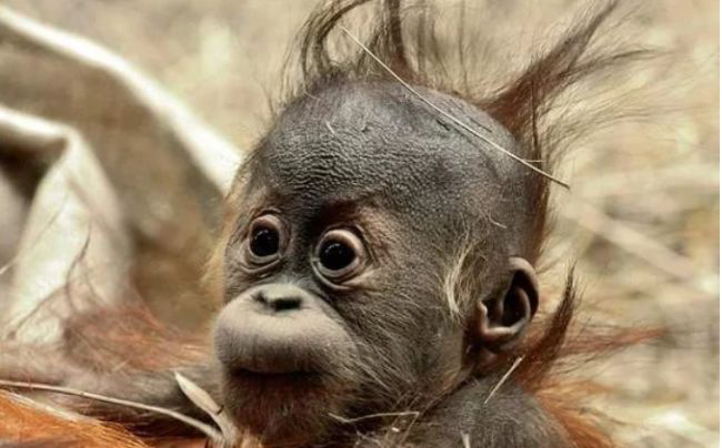 『黑猩猩』与人类婴儿一起长大的黑猩猩,把自己当成人类,结果成了这样