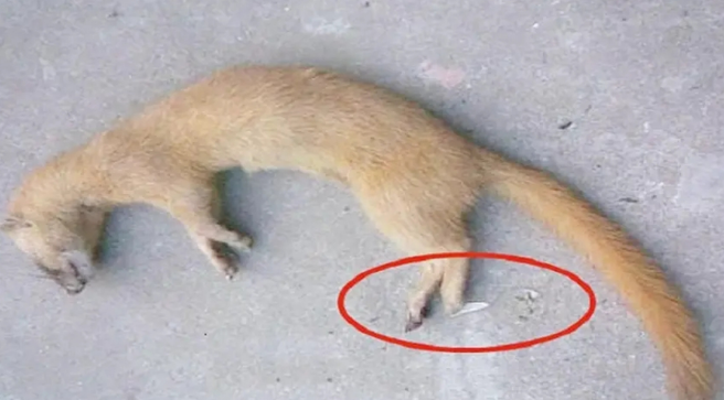 黄鼠狼|为何老一辈总说黄鼠狼不能杀？科学研究显示，原来真杀不得