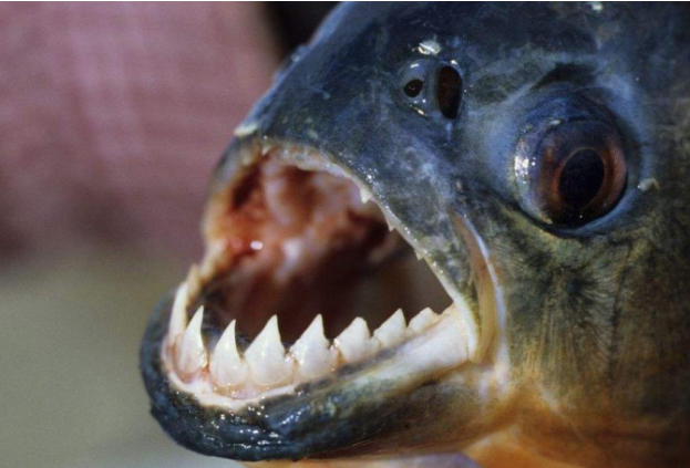 亚马孙热带雨林|亚马逊为何会成为人类禁区？有这6种生物在，现代武器也不是对手