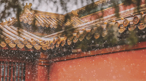 全网爆火的故宫雪景图和猫，是她拍下的。