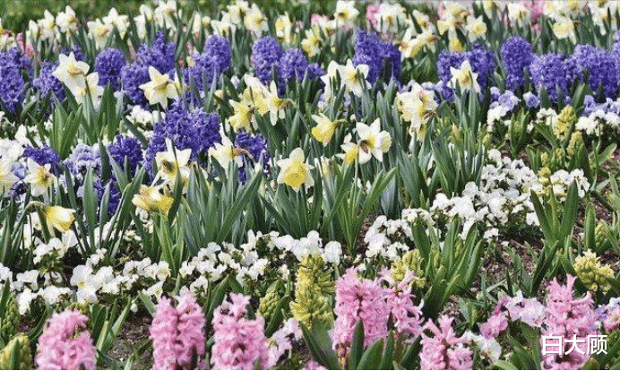 十二星座▲十天后旧爱登门，深情款款，三星座余情未了，共度幸福时光