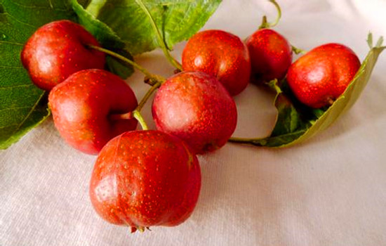 营养膳食:堪称“刮油王”的6种食物,每天吃点,排出脂肪,腰上没赘肉