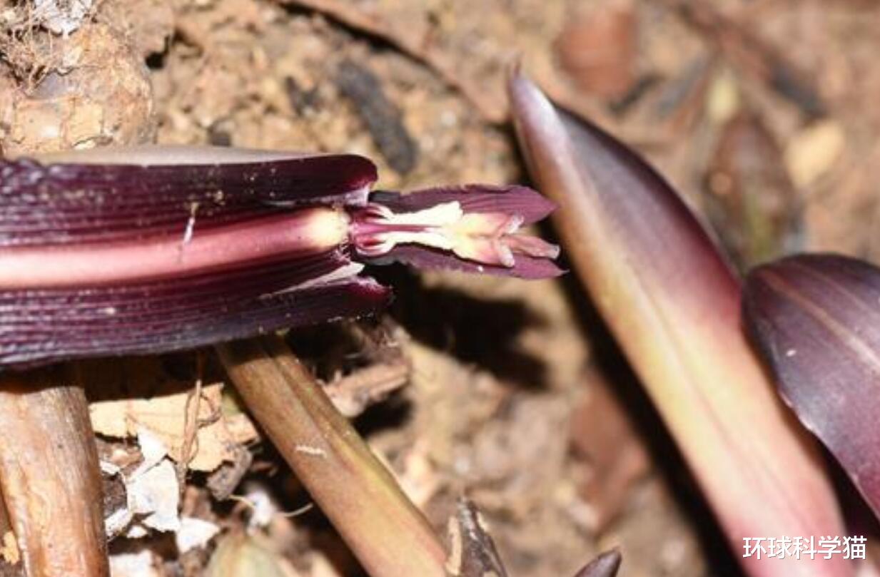 云南▲?最高近30米，云南现濒危植物，地球灭绝，消失动物为何也再现？