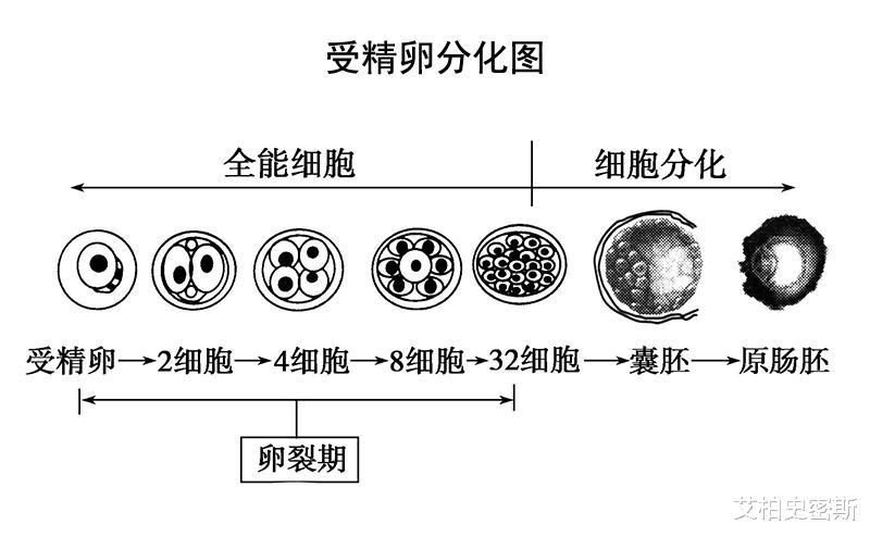 『』人类的第一次心脏跳动发生在什么时候？