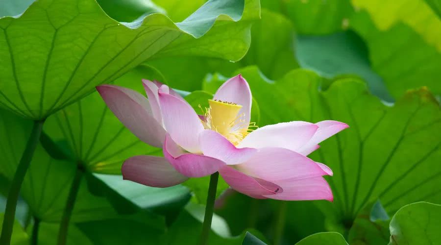 生肖@6月中旬惹不起，贵人八方来，迎来大好运势，一生不愁吃喝的属相生肖