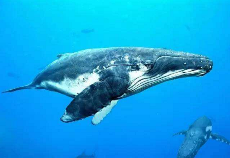 「科学家」这种动物舌头能站50人，一次进食吞200万只磷虾，如今悲催了