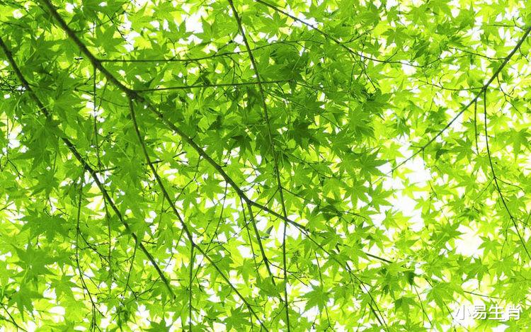 |8月1号起，财运旺盛，好运源源不断进家门，日进斗金生活美的3属相