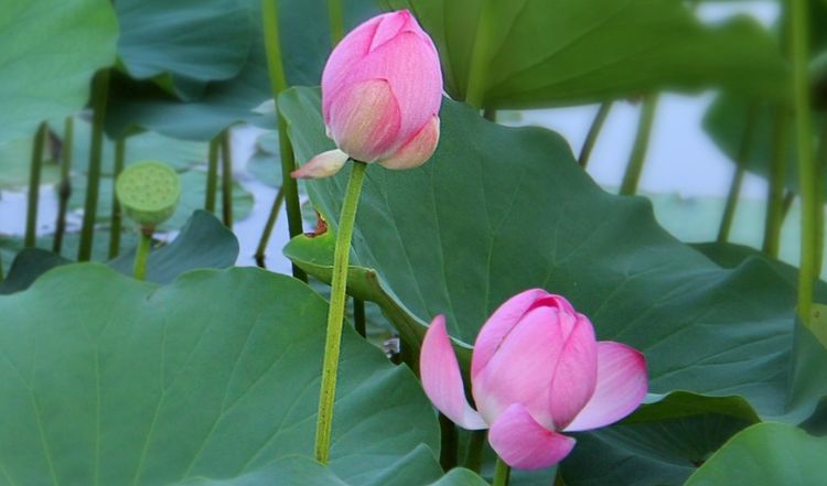 生肖|最不会伺候人的三生肖女，天生不喜欢做饭做家务，还被丈夫宠上天