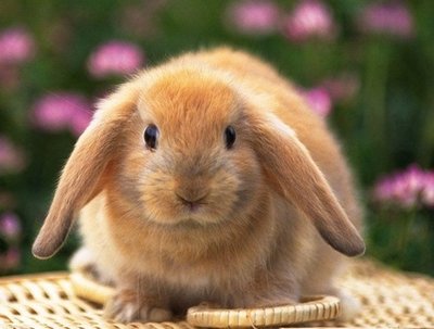 []属兔人2020年运势好吗？今年结婚可以吗？