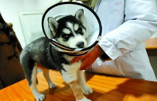 关于狗狗绝育的影响，以及最佳年龄？看这篇就够了