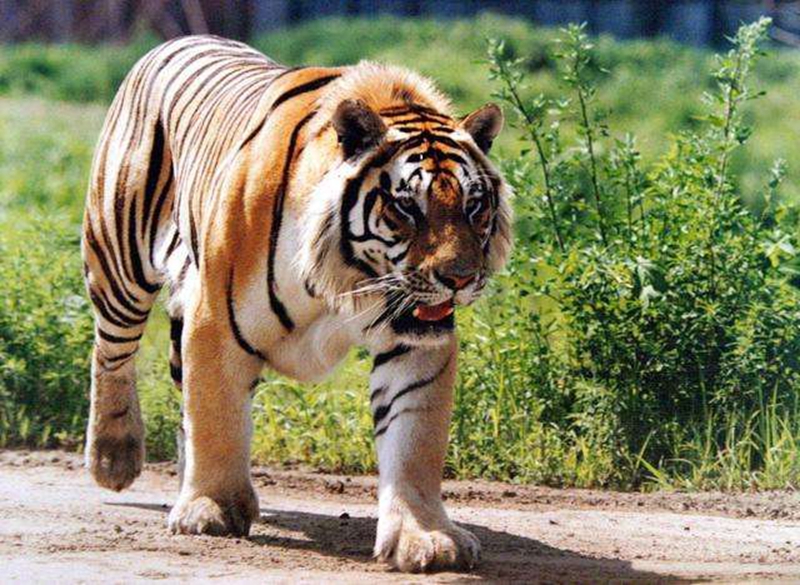 #老虎#如果让一百只东北虎进入非洲草原，一个世纪后会怎么样？