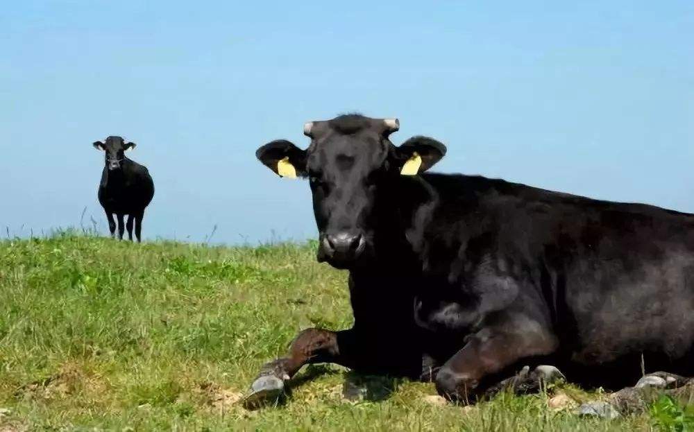 妖股|妖股起飞前的过程