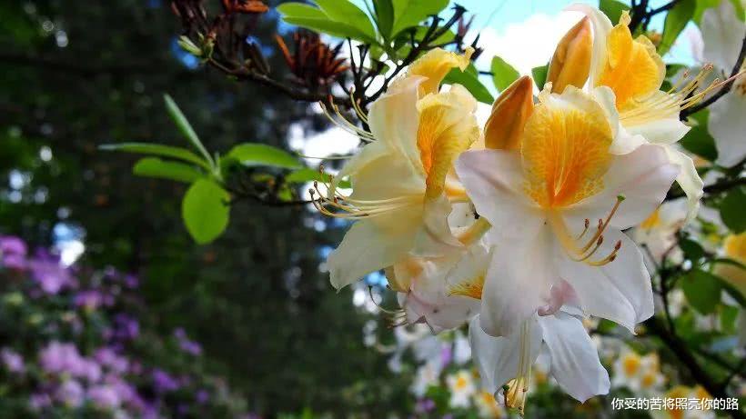 「生肖」未来三个月易得贵人相助，万事亨通，财运汇聚，顺利富贵的四属相