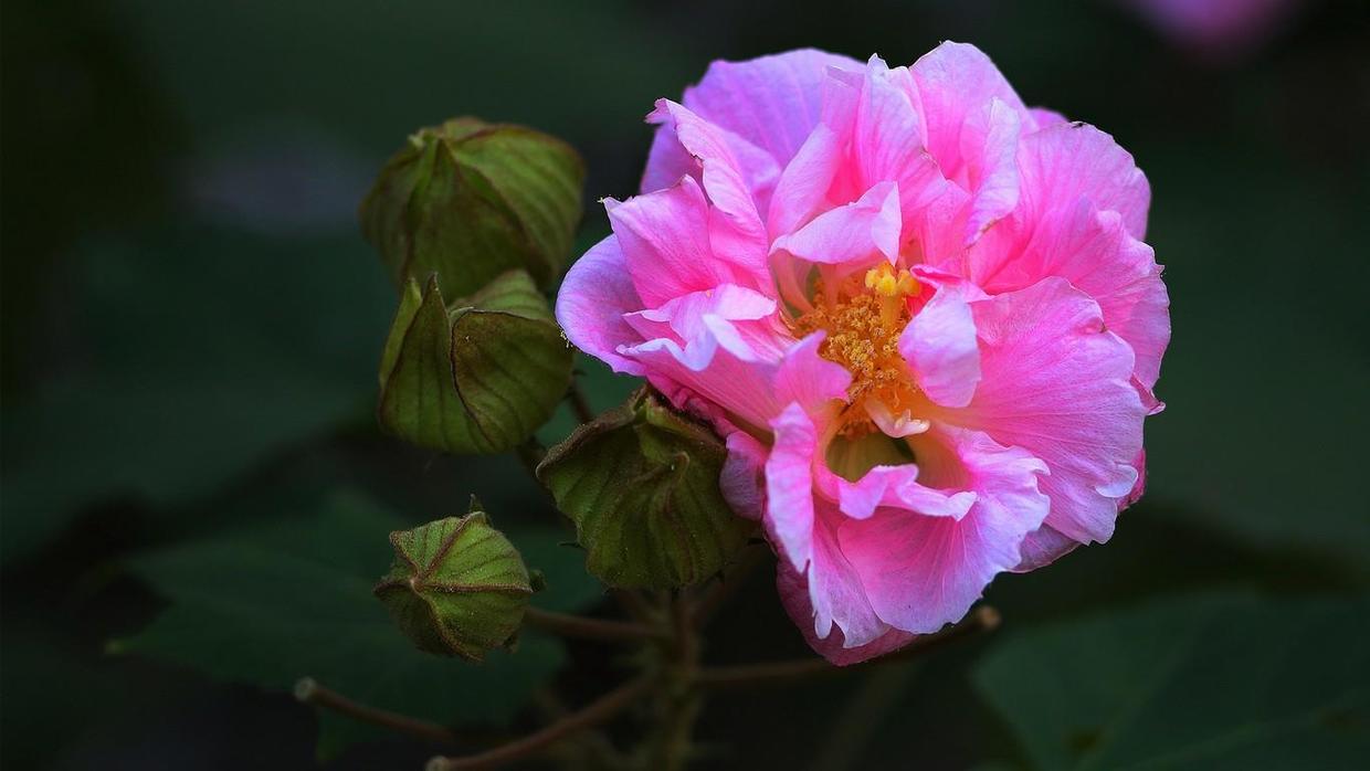 白羊座|有几个星座绝不将就，爱恨分明，不爱就分开