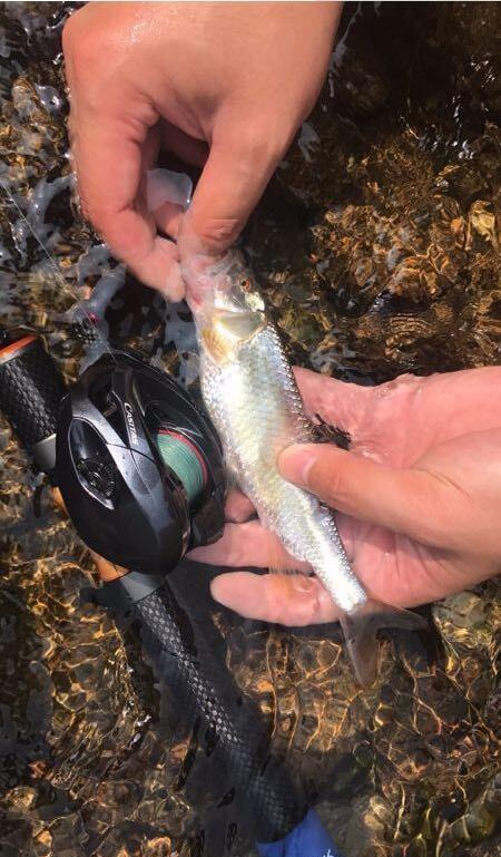 |路亚时为什么鱼儿会尾随但不咬钩？我来教你--皇禾钓具