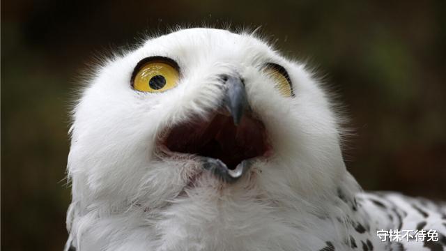 基因|24个冷知识：看起来不像真的，但却真实存在于世界的有趣事实