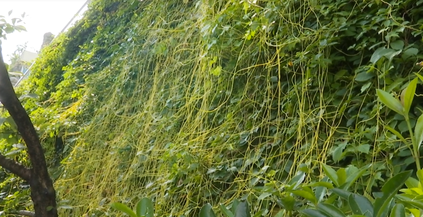 贵阳网|注意！入侵贵州的它竟是“吸血鬼”，主管部门：不能随意处置