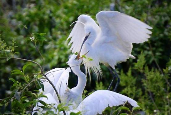 使命|为何公鸭交配的时候要“踩着”母鸭，学者道出原因，看完长见识
