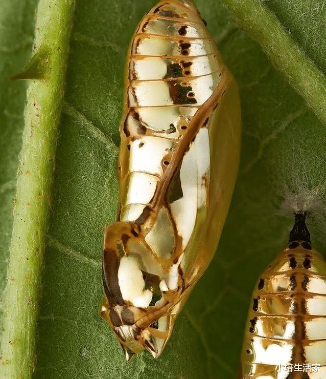[]看起来不同寻常的“诡异”生物，请问是魔法世界来的吗？