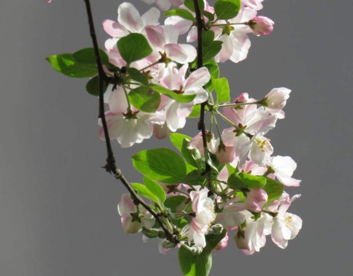 生肖■算命的说：这三个生肖的男人，最容易喜新厌旧，婚后最容易变心