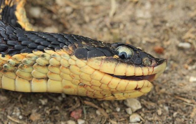 『毒蛇』蛇界当中的铁憨憨,丢尽毒蛇界的脸,猪鼻蛇当真是个奇葩