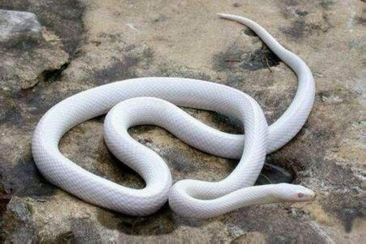 「黄金蟒」盘点世界上最好看的十种蛇