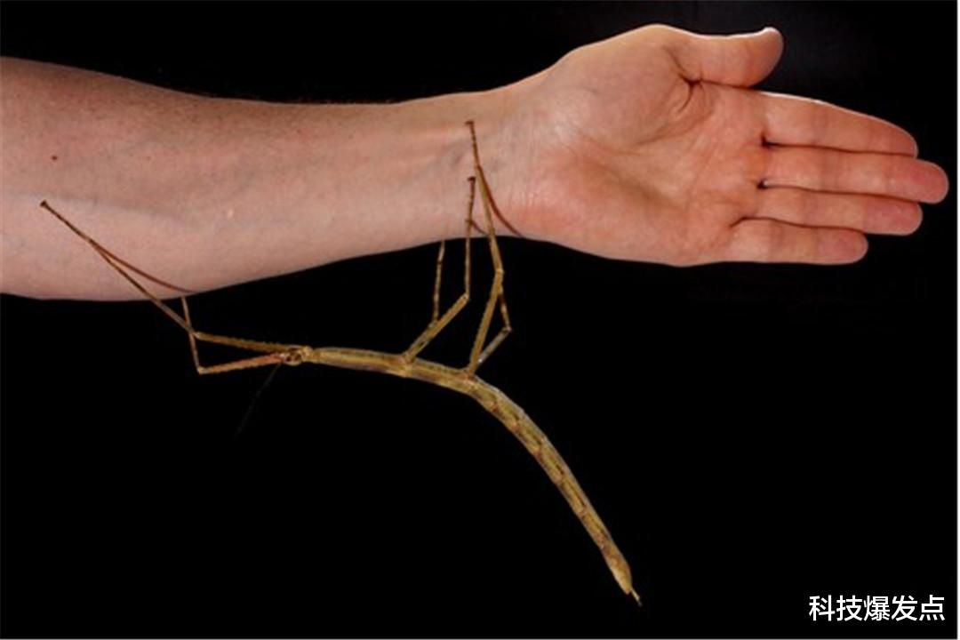科学家|人类在加速进化？科学家在人类的手臂中，发现了其中的秘密！