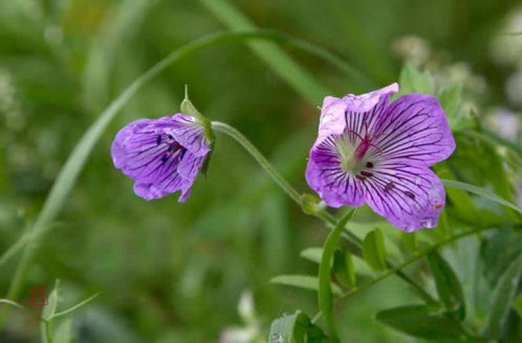 运势|9月开始运势稳定不缺钱，事业攀升，闷头数钞票的四大生肖