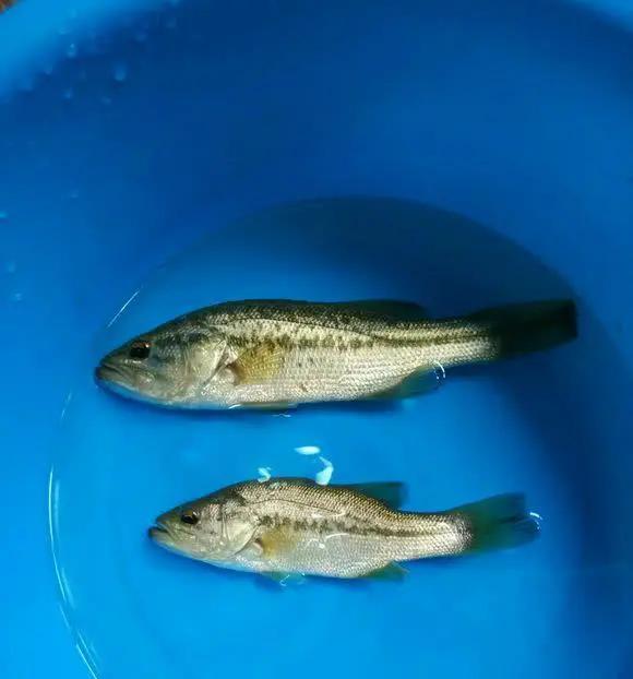 常州|泛滥?美国掠食鱼大量出现常州河道,钓鱼人:钓到了不敢放生