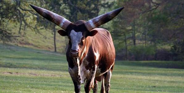 鸽子|10种由人类杂交培育出来的古怪动物