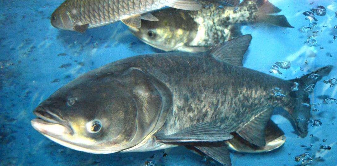 「」都知道含氧量低钓不到鱼，但是你知道为啥含氧量低吗？