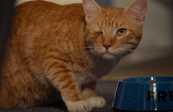 独眼猫真的健康吗？听说不吉利？