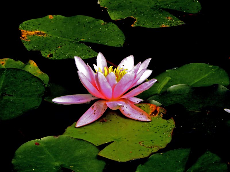 「生肖」下月起贵人相助，运势进入上升期，桃花遍地开的四属相