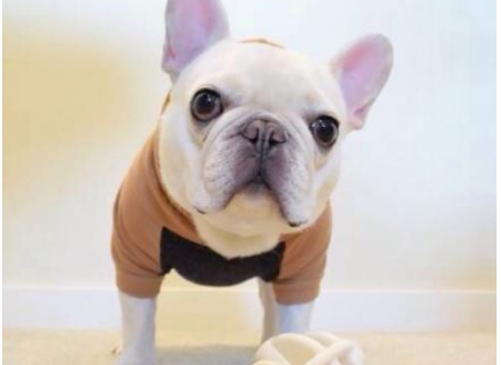 属狗|生肖狗，你从此要乐了，要啥来啥！乐得做梦都笑醒！