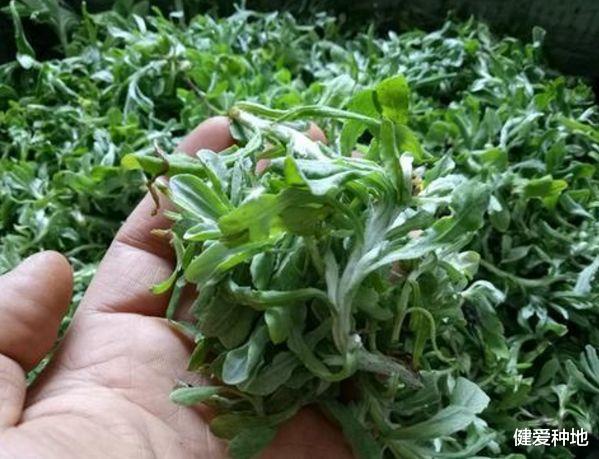 @艾叶是“妇女之宝”，医生：牢记2禁忌，小心肠道变“蛇皮”