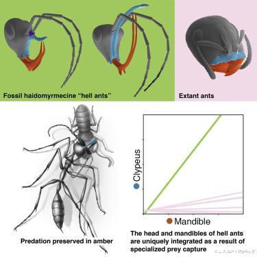 白垩纪|延续上亿年的死亡：来自白垩纪的地狱蚂蚁，终结了一只神秘生物！