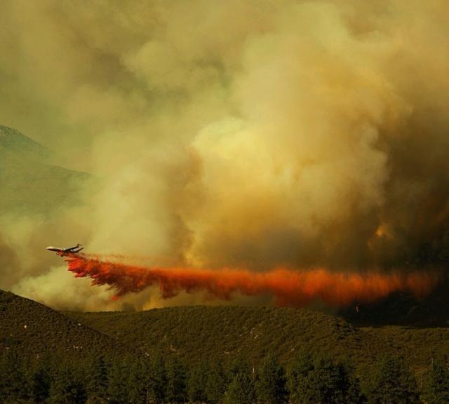 野火难烧尽，火后砍伐树木对森林会有什么影响？