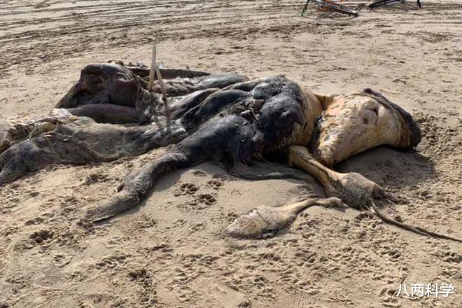 外星人|英国海滩发现长4.5米的不明动物尸体，有毛有鳍，网友：外星人？