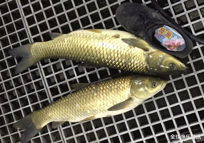 「」绝密窝料配方！钓鱼打窝30分钟来鱼还都不想走，用手去抓鱼都不跑