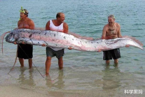 水底奥秘|龙会不会一直藏身在深海，所以直到现在都没有被人发现？