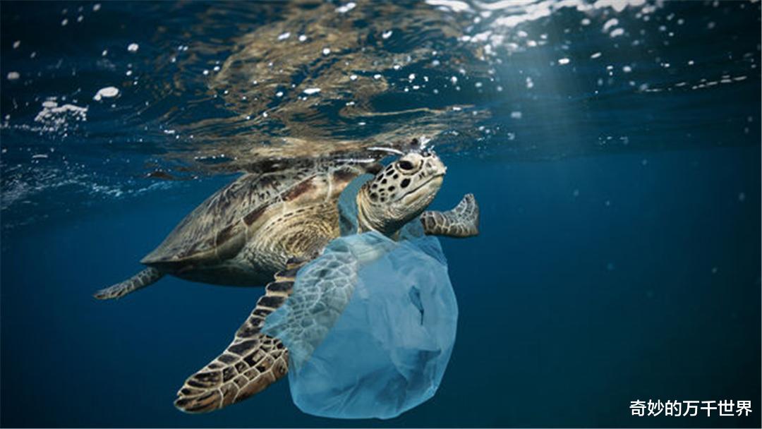 纳米|磷虾能在96小时内“粉碎”塑料！研究发现或非好事，可能更糟