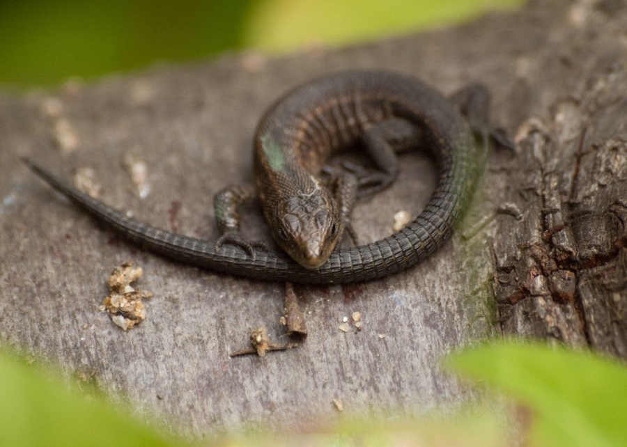 『』全球未解之谜, 玻璃蛇竟然不是蛇是蜥蜴