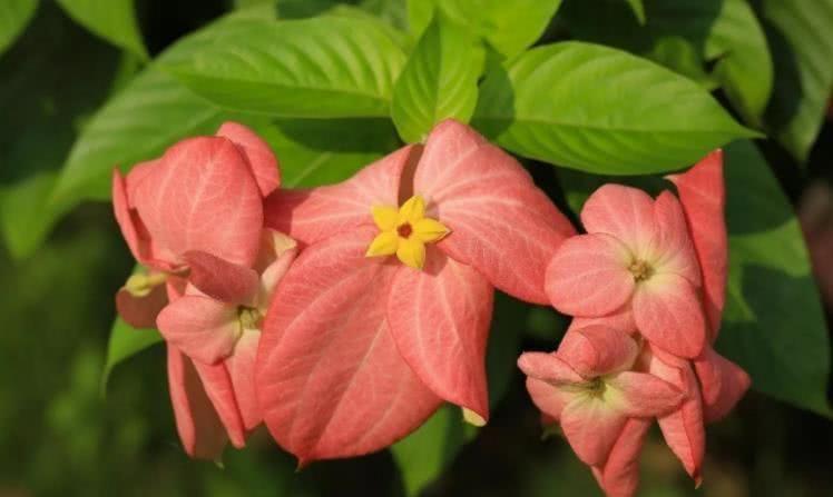 生肖|8月开始财源滚滚,贵人接二连三到来,开心发大财的四大生肖