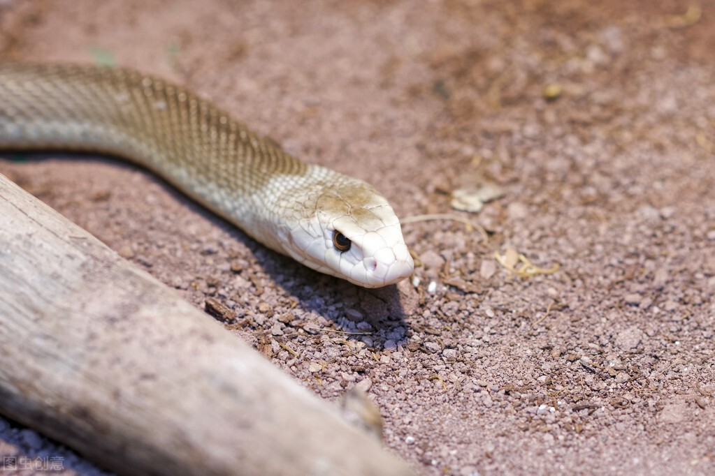 蜻蜓|世界攻击速度最快的五大动物
