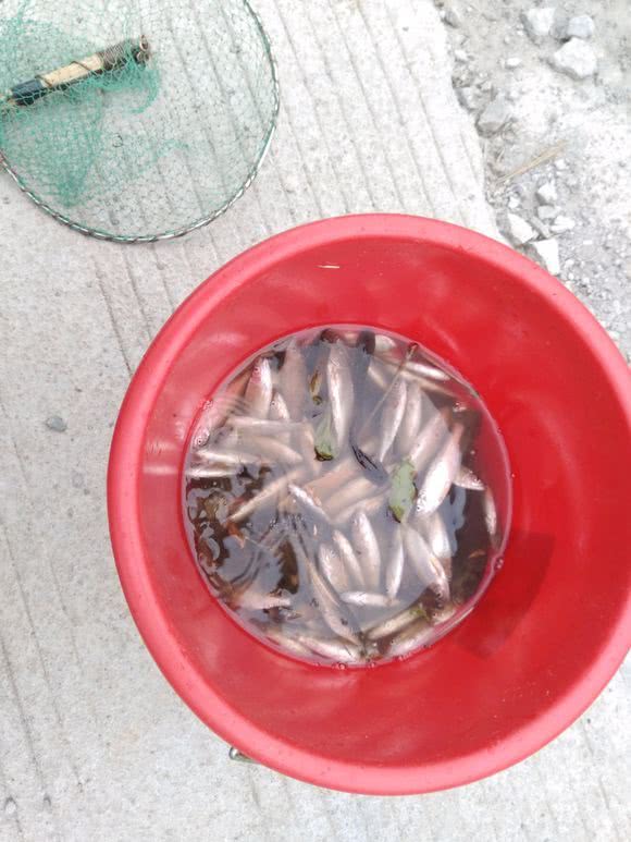 ##不怕伤人？电鱼者人群中直接开电, 二十斤野生大鲤鱼被电翻