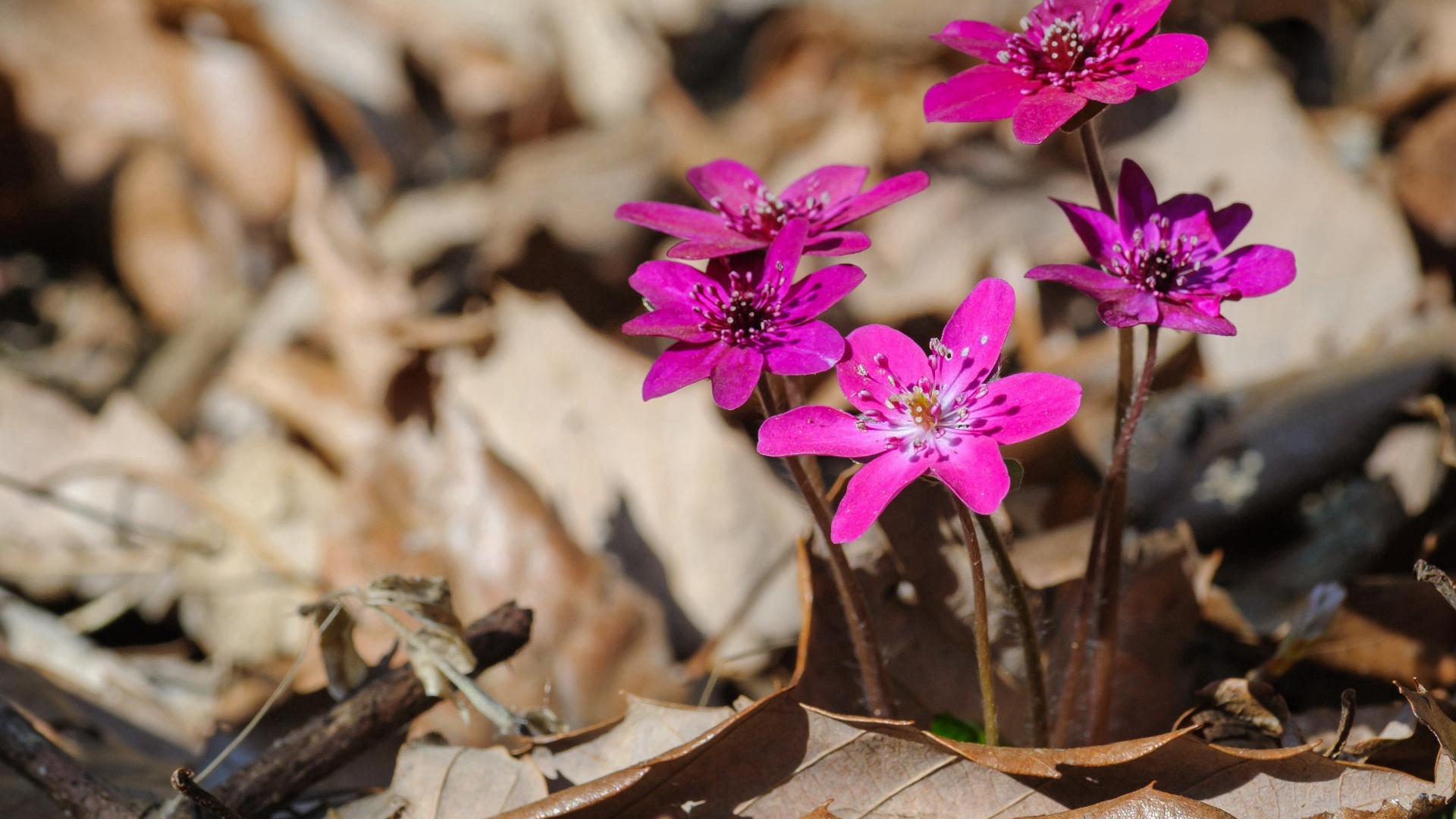 射手座■生肖虎：家喜不可外扬，劝你最好看一下！
