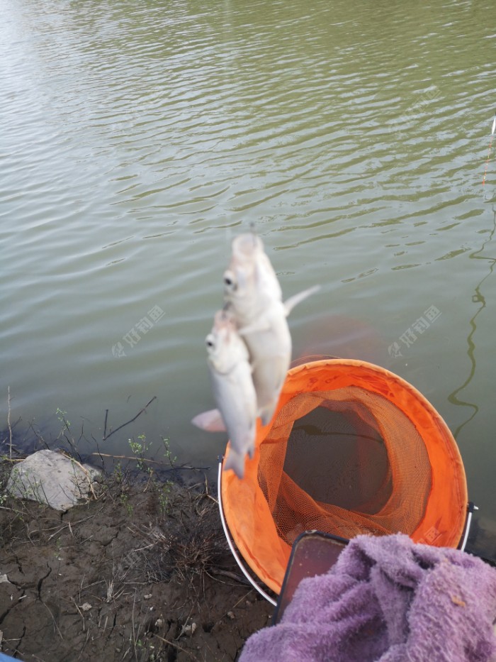 鲫鱼|许久没钓鱼，一钓就上瘾