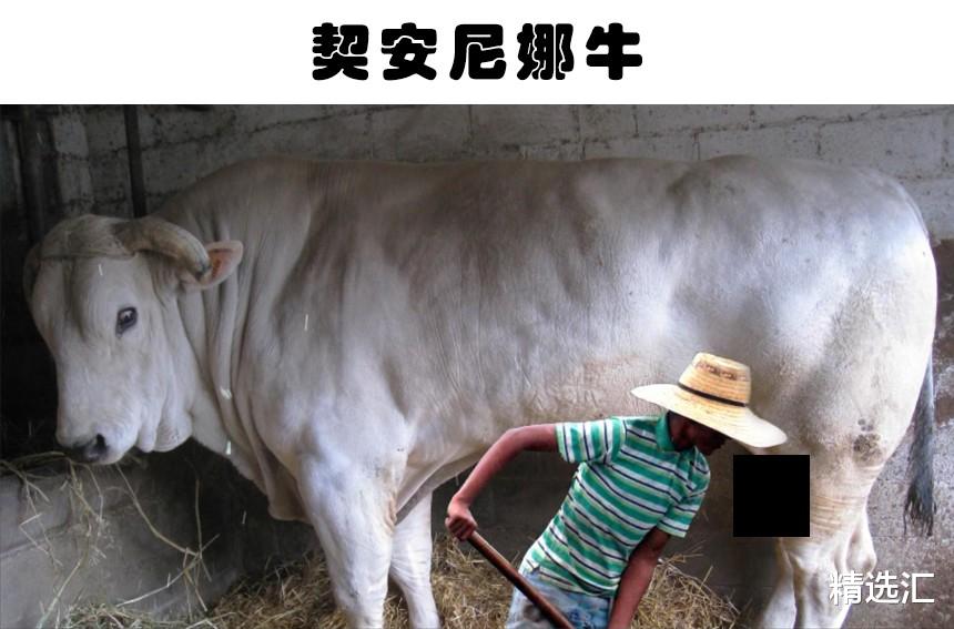 蚊子|在同类中，可能最为巨大的11种动物