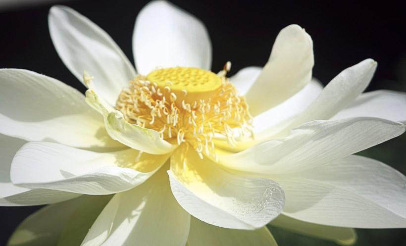 生肖|9月下旬，四生肖前途无量，财星入运，横财大发，福泽不断