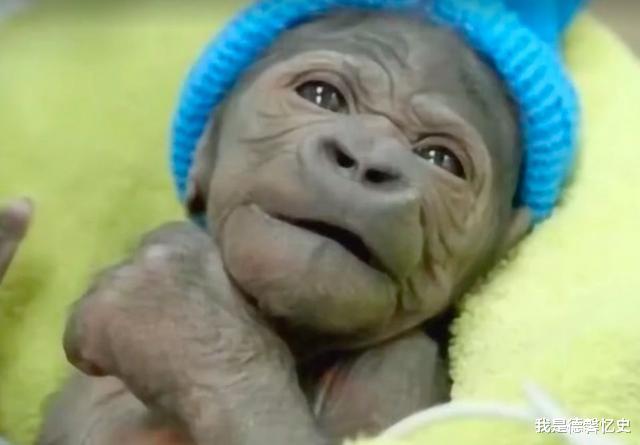 桉树▲猩猩和婴儿一同长大，误以为自己是人，9个月后专家连忙停止实验